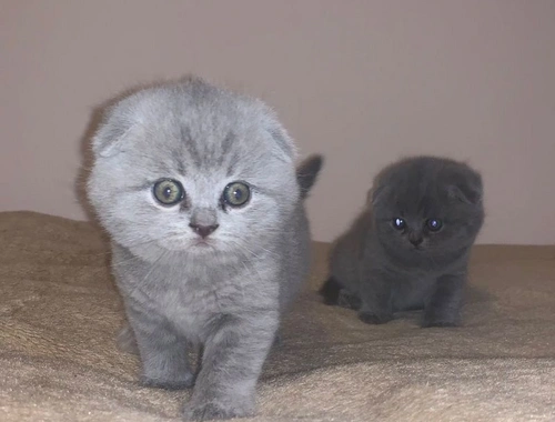 Jetzt bereit. Wunderschöne Scottish Fold-Kätzchen