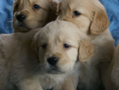 Süße und liebenswerte Golden Retriever-Welpen