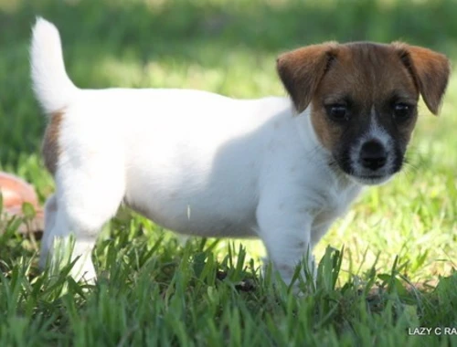 Süße und liebenswerte Jack Russell Welpen