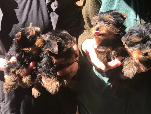 Süße und liebenswerte Yorkshire Terrier Welpen