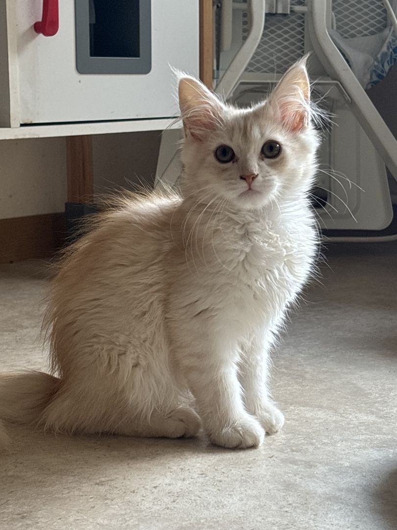 Norweger Maincoon Kater in liebevoller Hände Norweger Maincoon Kater in liebevoller Hände