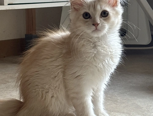 Norweger Maincoon Kater in liebevoller Hände