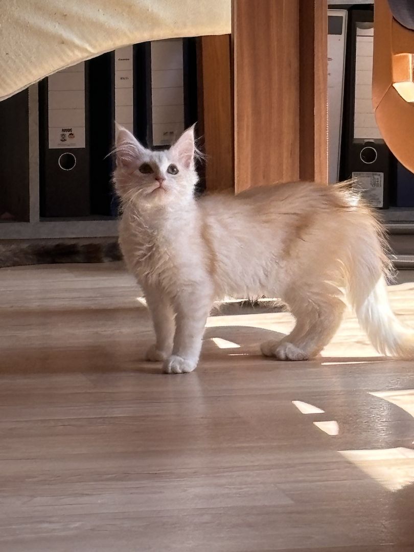 Norweger Maincoon Kater in liebevoller Hände Norweger Maincoon Kater in liebevoller Hände