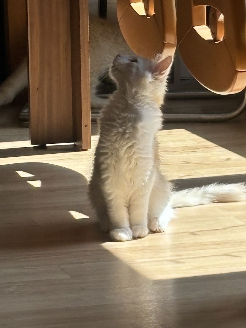 Norweger Maincoon Kater in liebevoller Hände Norweger Maincoon Kater in liebevoller Hände