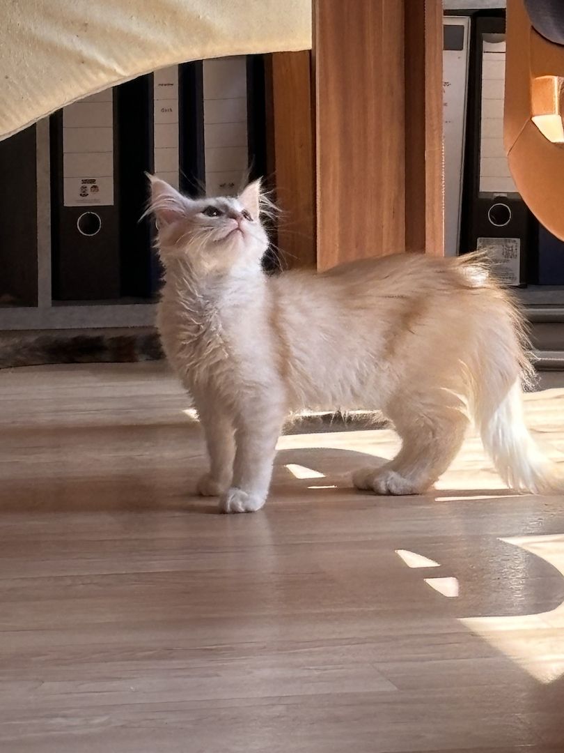 Norweger Maincoon Kater in liebevoller Hände Norweger Maincoon Kater in liebevoller Hände