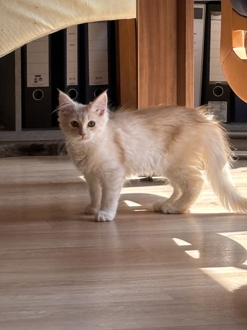 Norweger Maincoon Kater in liebevoller Hände Norweger Maincoon Kater in liebevoller Hände