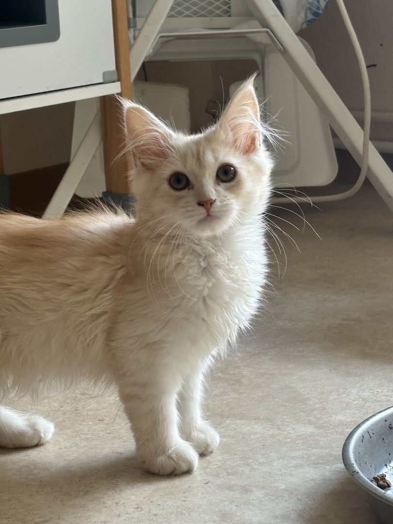 Norweger Maincoon Kater in liebevoller Hände Norweger Maincoon Kater in liebevoller Hände
