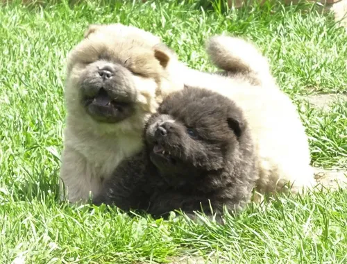 Süße und reizende Chow-Chow-Welpen