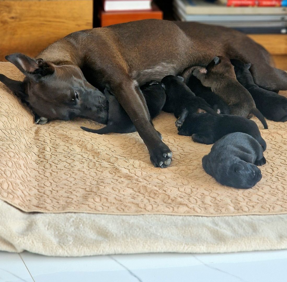 Bildschöne Malinoispuppy's in Sonderfarbe!