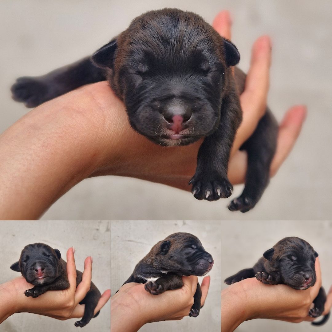 Bildschöne Malinoispuppy's in Sonderfarbe!