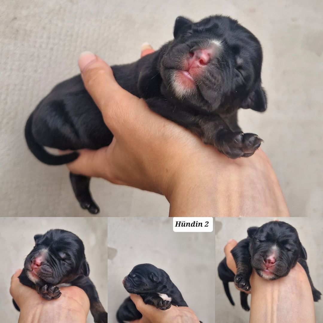 Bildschöne Malinoispuppy's in Sonderfarbe!