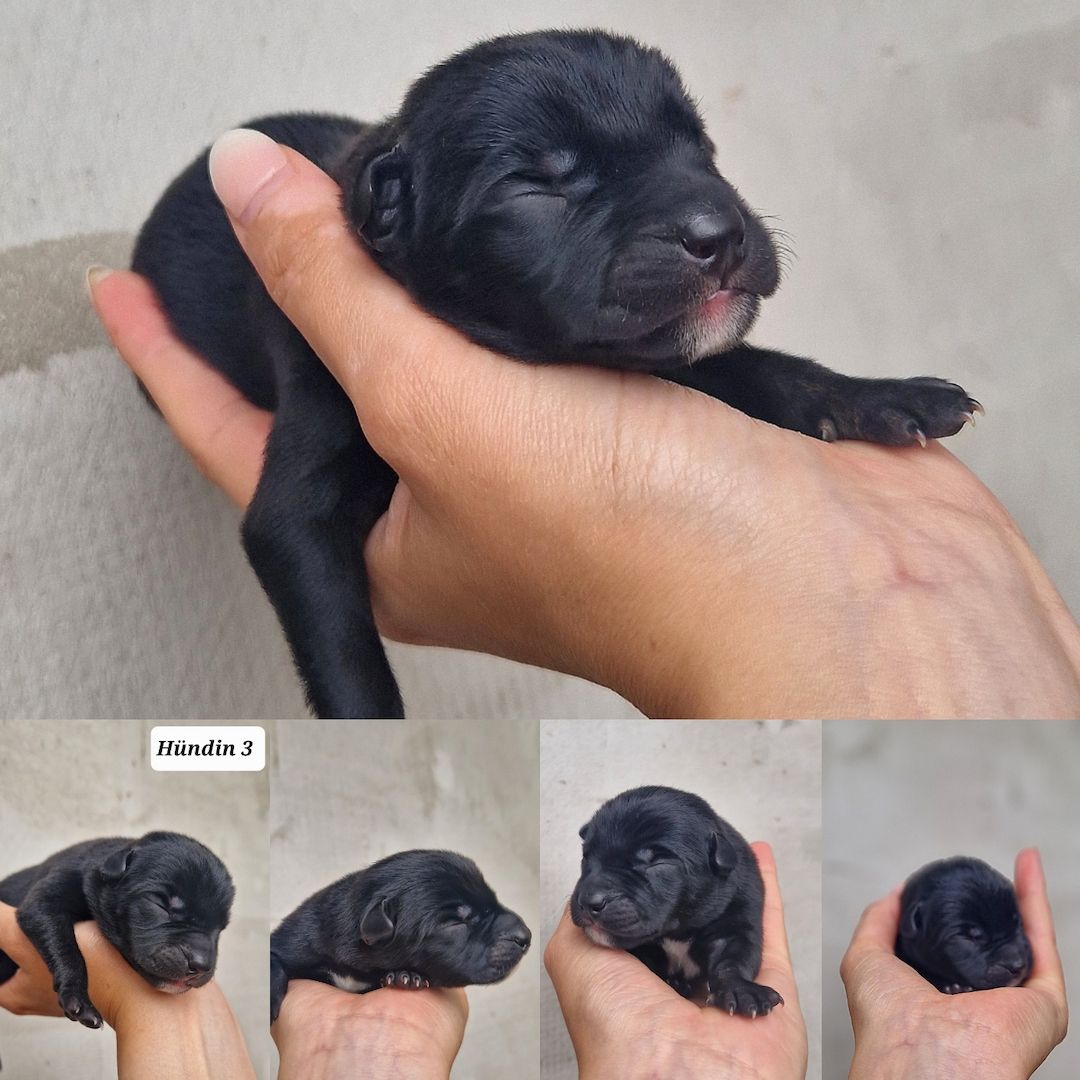 Bildschöne Malinoispuppy's in Sonderfarbe!