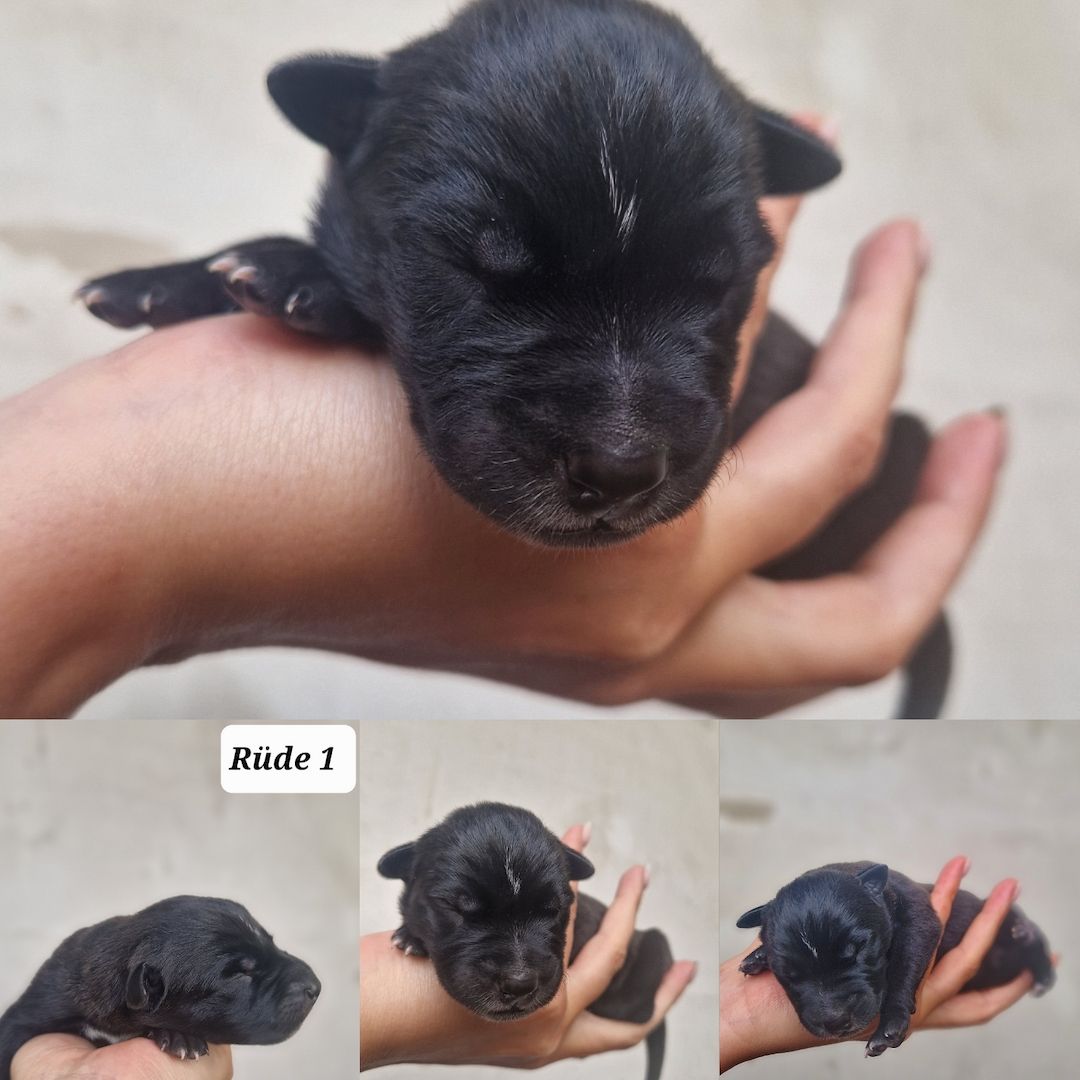 Bildschöne Malinoispuppy's in Sonderfarbe!