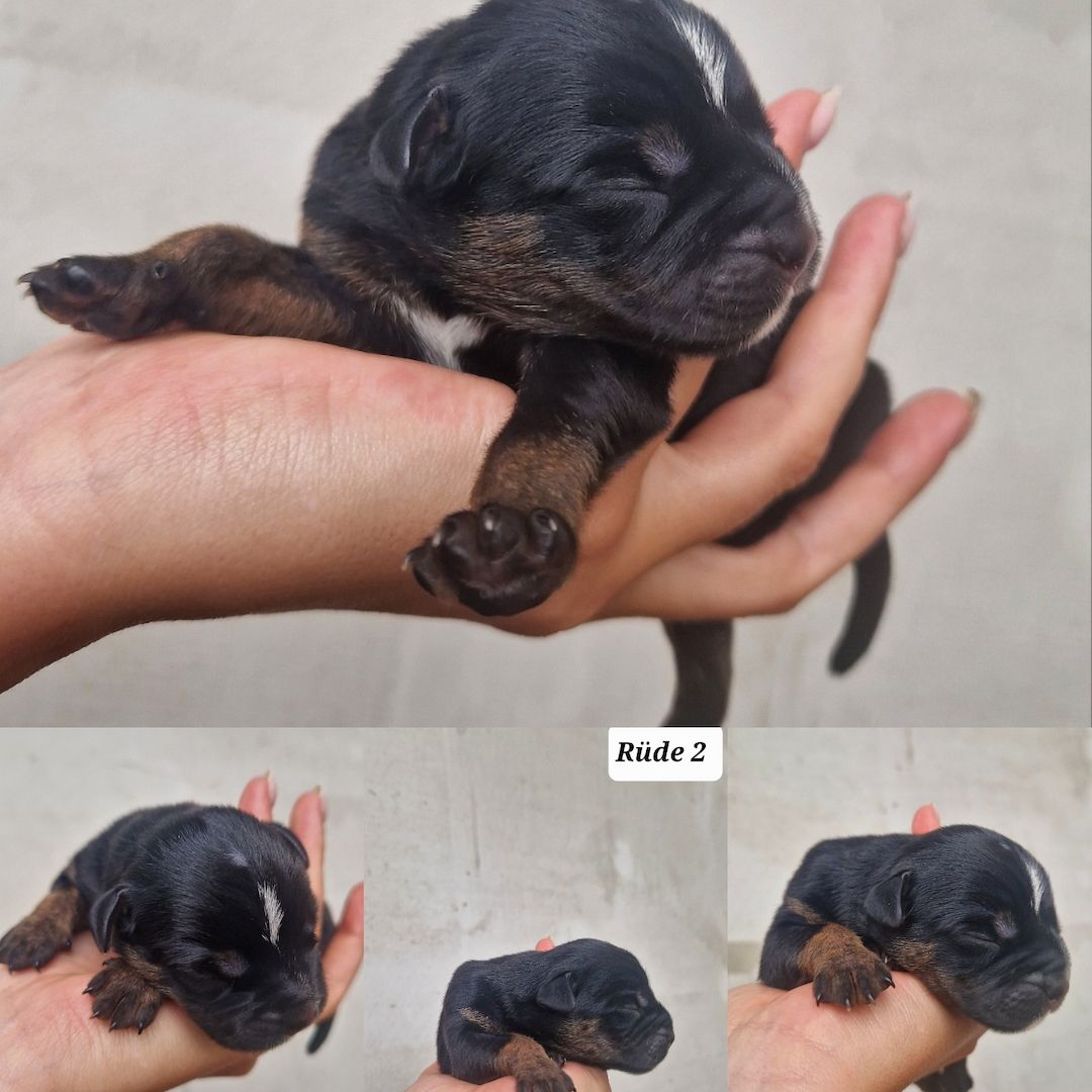 Bildschöne Malinoispuppy's in Sonderfarbe!