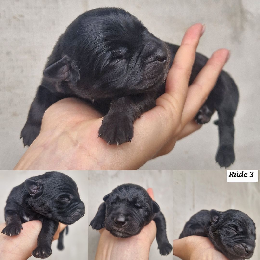 Bildschöne Malinoispuppy's in Sonderfarbe!