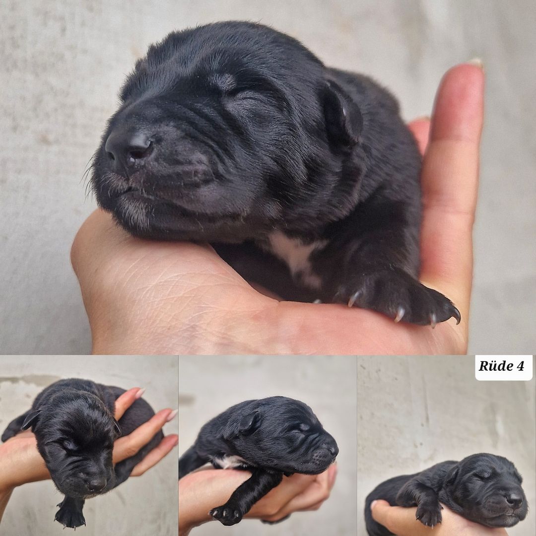 Bildschöne Malinoispuppy's in Sonderfarbe!