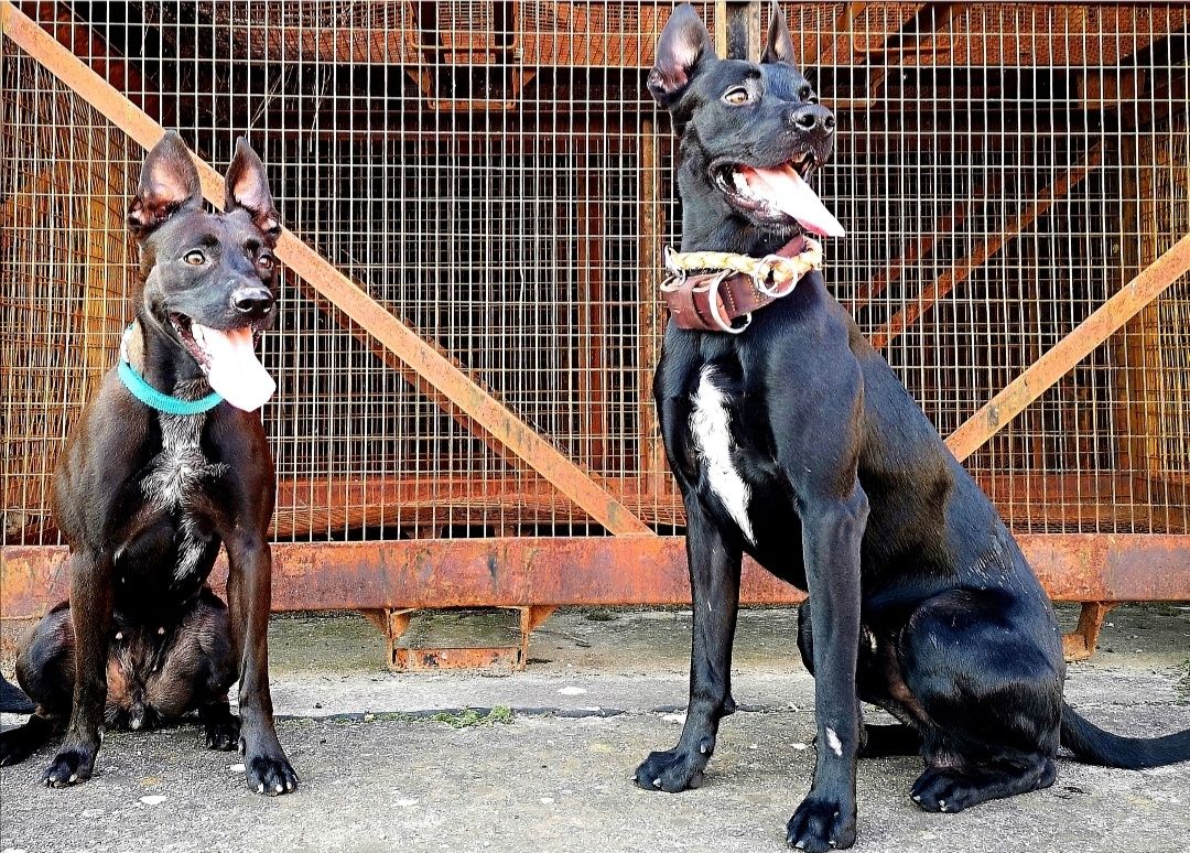 Bildschöne Malinoispuppy's in Sonderfarbe!