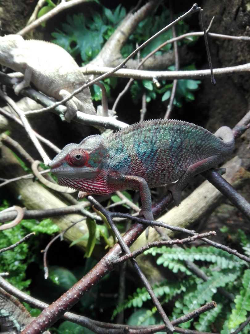 Furcifer Pardalis, Ambilobe