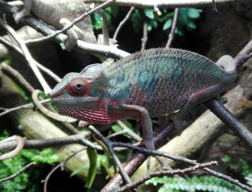 Furcifer Pardalis, Ambilobe