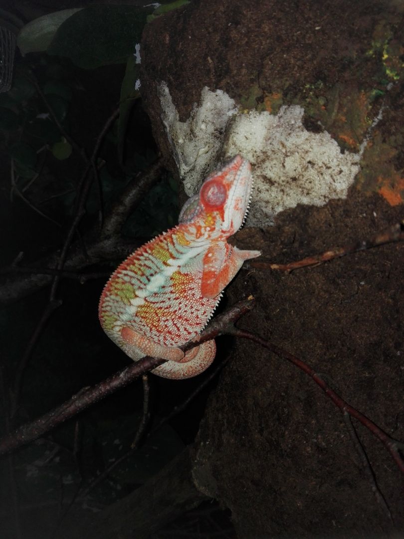 Furcifer Pardalis, Ambilobe