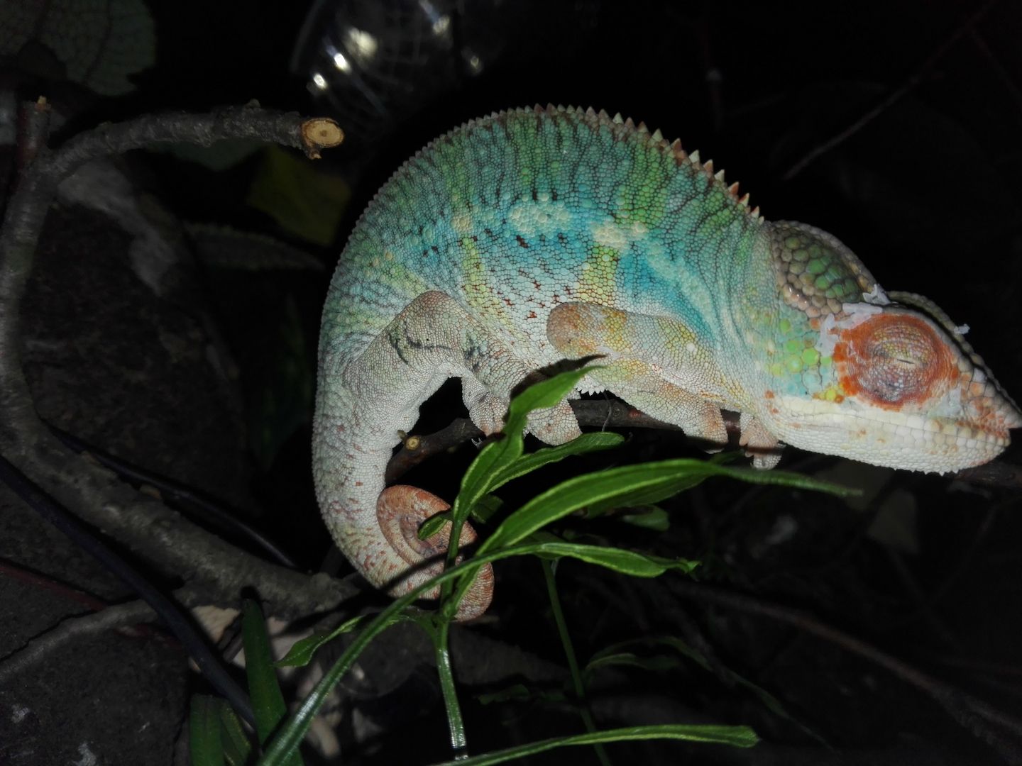 Furcifer Pardalis, Ambilobe