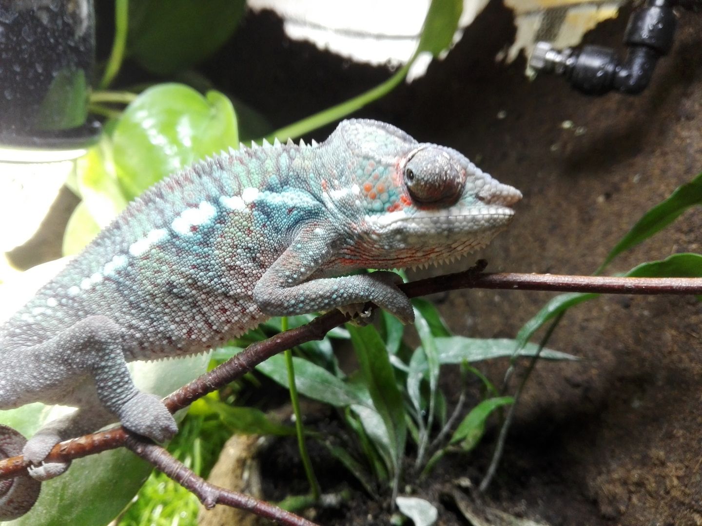 Furcifer Pardalis, Ambilobe