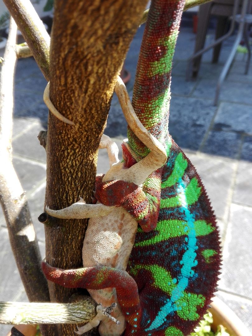 Furcifer Pardalis, Ambilobe