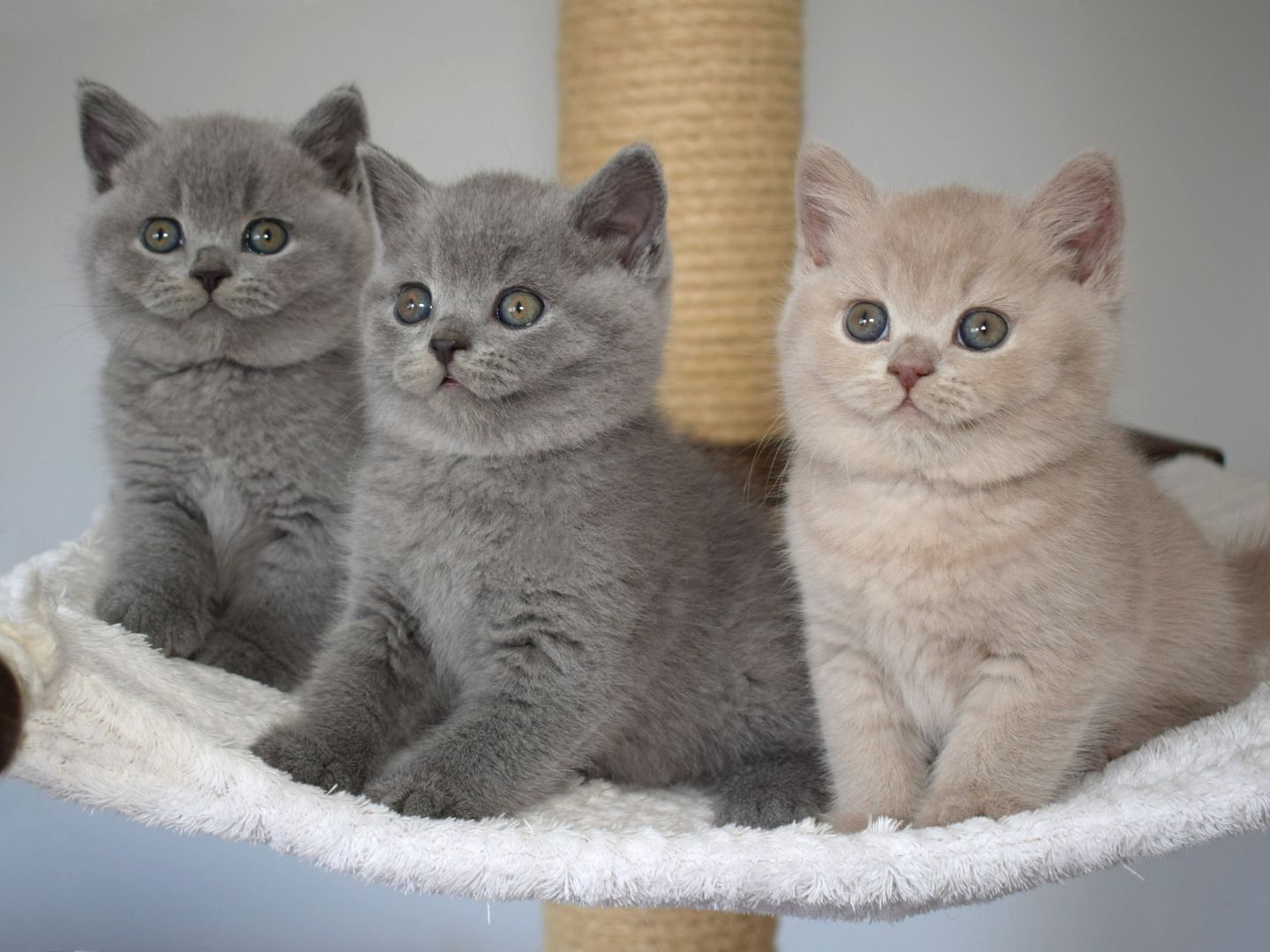 Typvolle Britisch Kurzhaar Kitten BKH in blau und lilac mit Stammbaum