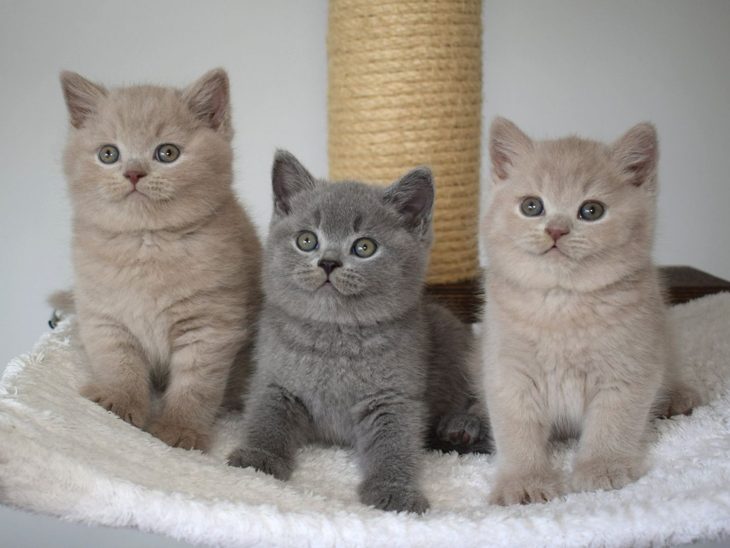 Typvolle Britisch Kurzhaar Kitten BKH in blau und lilac mit Stammbaum