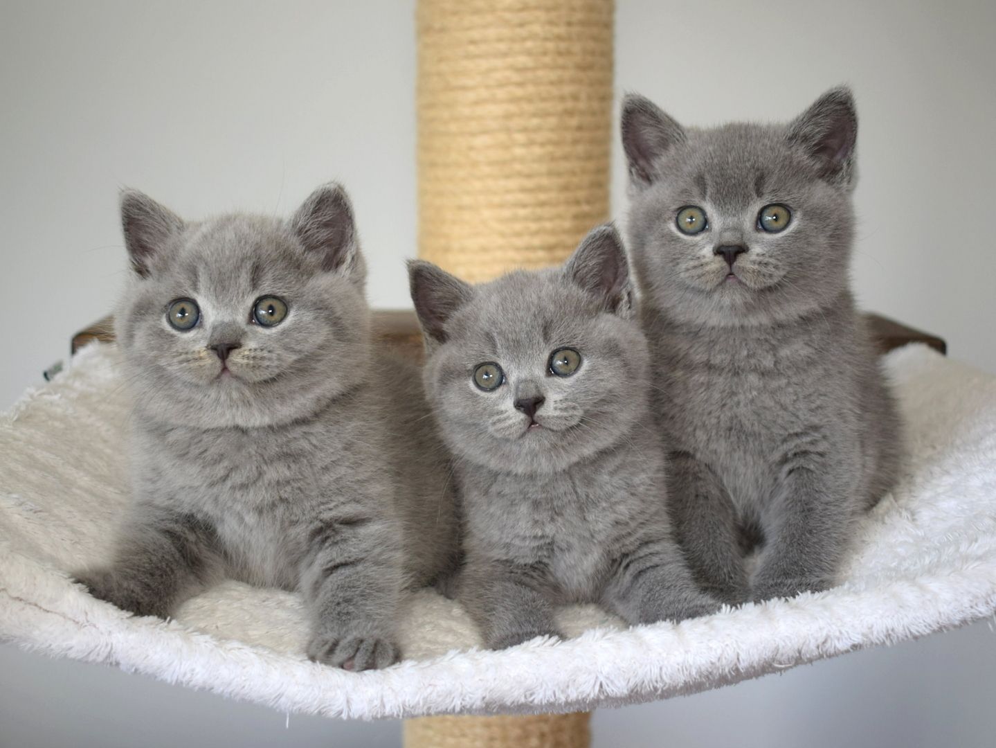 Typvolle Britisch Kurzhaar Kitten BKH in blau und lilac mit Stammbaum