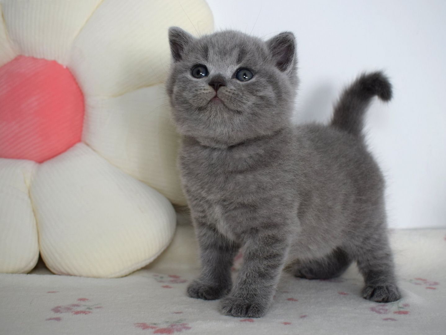 Typvolle Britisch Kurzhaar Kitten BKH in blau und lilac mit Stammbaum