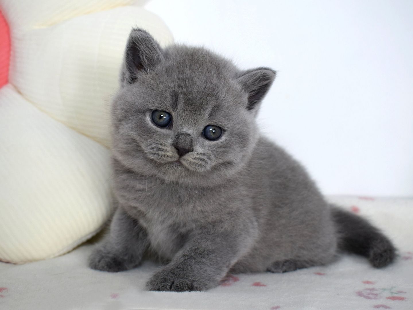 Typvolle Britisch Kurzhaar Kitten BKH in blau und lilac mit Stammbaum