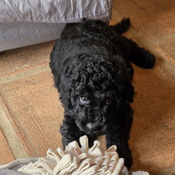 Pudel x Wasserhund Welpen * Mitte Juni 2024 Pudel x Wasserhund Welpen * Mitte Juni 2024