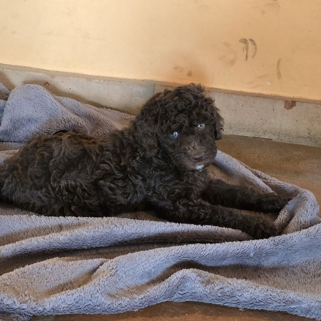 Pudel x Wasserhund Welpen * Mitte Juni 2024 Pudel x Wasserhund Welpen * Mitte Juni 2024
