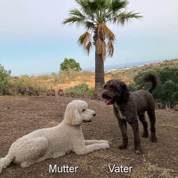 Pudel x Wasserhund Welpen * Mitte Juni 2024 Pudel x Wasserhund Welpen * Mitte Juni 2024
