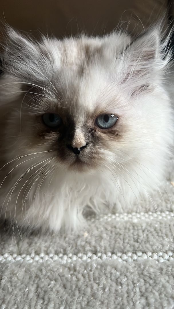Süßes Perserkätzchen sucht liebevolles zu Hause für IMMER Süßes Perserkätzchen sucht liebevolles zu Hause für IMMER