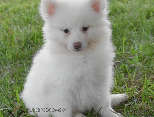 Entzückende Pomsky-Welpen