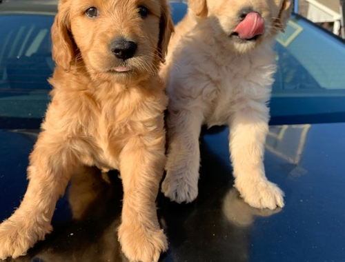 Entzückende Goldendoodle-Welpen