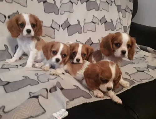 Entzückende Cavalier King Charles Welpen