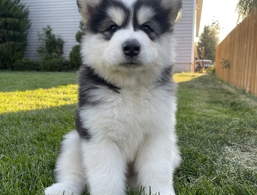 Entzückende Alaskan Malamute-Welpen