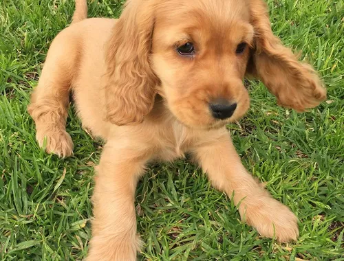 Entzückende Cocker Spaniel-Welpen