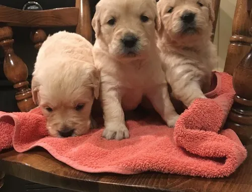 Entzückende Golden Retriever-Welpen