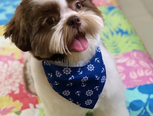 Entzückende Shih Tzu-Welpen