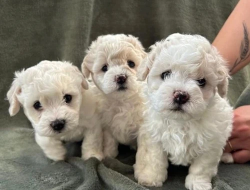 Entzückende Bichon Frisé-Welpen