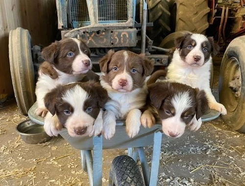 Entzückende Border Collie-Welpen