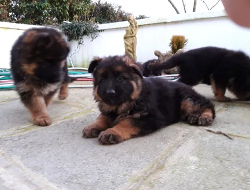 Entzückende Deutsche Schäferhund-Welpen