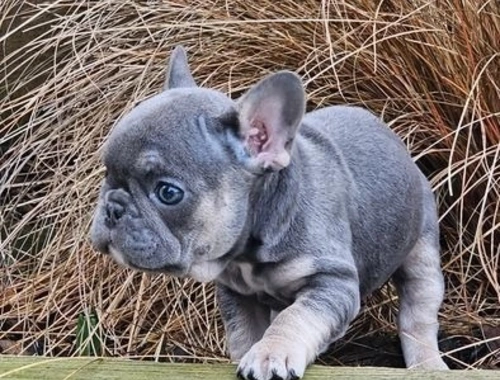 Französische Bulldoggen welpen zu verkaufen