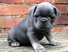 französische bulldogge welpen zu verschenken