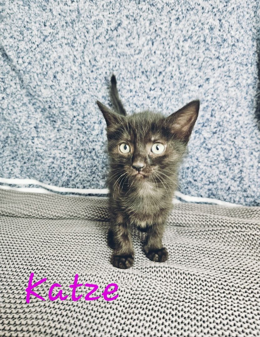 Kitten