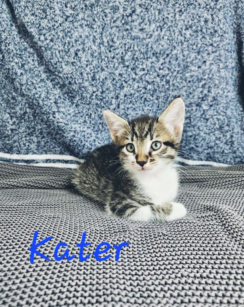 Kitten